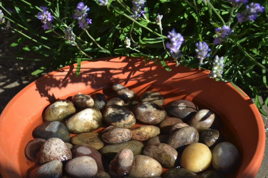 Bee bowl, saucer filled with pebbles and water